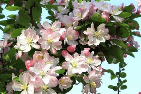 冷门好听的花名有哪些 罕见绝美花名推荐-农百科