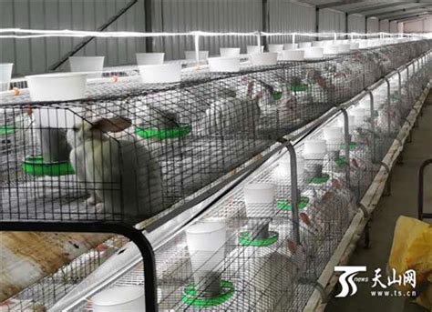 福州闽侯深山有位大学生养兔达人 改造兔笼自动化养殖_肖春龙