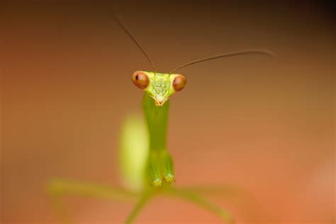 花上两个绿色螳螂高清摄影大图-千库网