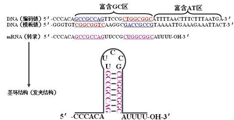 大肠杆菌染色体上严谨型启动子的构建
