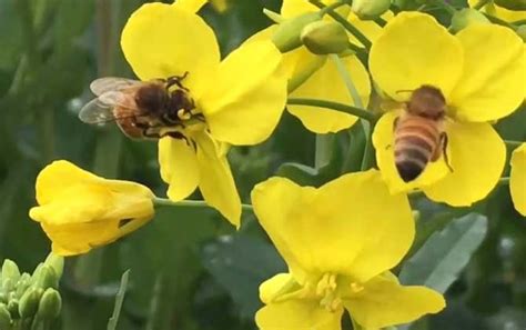 蜜蜂 - 蜜蜂百科