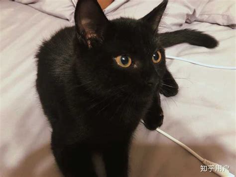 这只黑猫是什么品种？ - 知乎