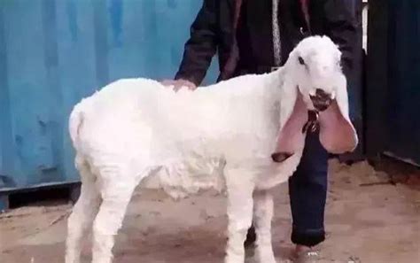 世界上最贵的羊多少钱 最贵的羊为什么这么贵 _八宝网