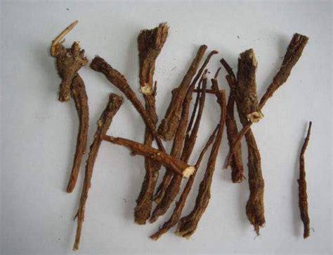 多枝川滇柴胡(Bupleurum candollei var. virgatissimum)拉丁名学名属名科名植物生活型图片 - 植物图片