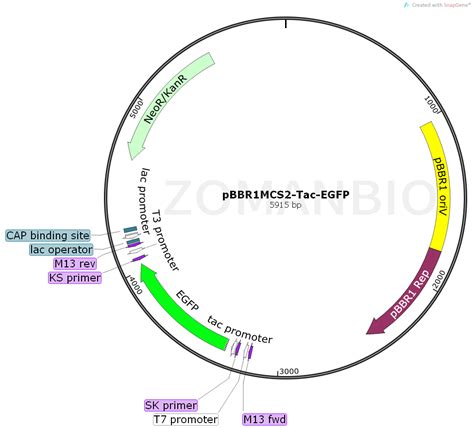 pCas 大肠杆菌基因编辑质粒 CRISPR/Cas9载体 - 原核编辑质粒 - CRISPR基因编辑 - 产品展示