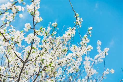春天花园和蓝天中的白花开树高清图片下载-正版图片505748724-摄图网