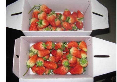 小草莓 大产业——中国草莓产业的前世今生_种植圈_191农资人 - 农技社区服务平台