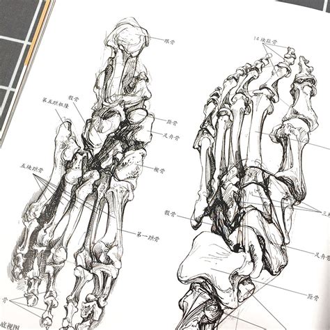 30cm雕塑绘画CG参考头骨结构艺用人体肌肉骨骼解剖模型 灰胚男 女-阿里巴巴