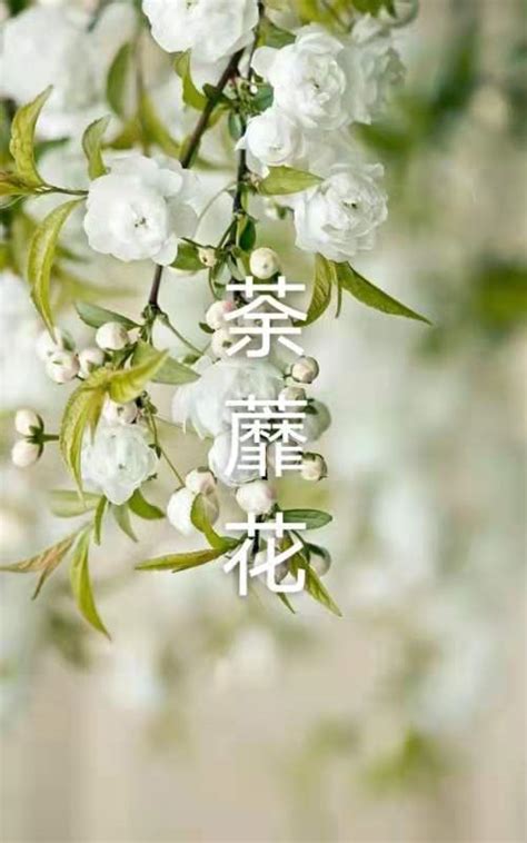 荼蘼花的图片壁纸,古风,蔷薇(第2页)_大山谷图库