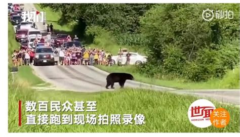 美国黑熊为脱单徒步650公里 上万粉丝为它摇旗呐喊|美国|黑熊-滚动读报-川北在线