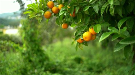 温暖阳光明媚的天气里，橘子树的树枝上挂着熟透了汁的橙子—高清视频下载、购买_视觉中国视频素材中心