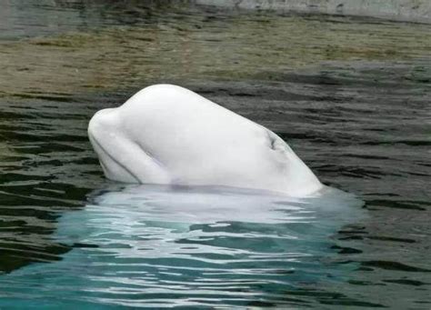 白鲸的“大额头”里面装着什么？有什么作用？_齿鲸_海洋_头部