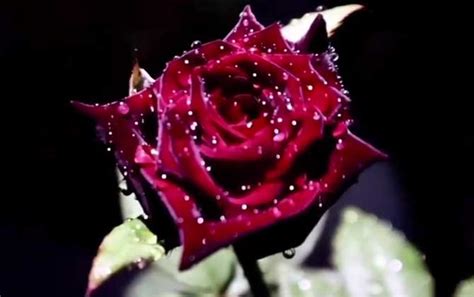 黑玫瑰的花语及象征意义 - 蜜源植物 - 酷蜜蜂