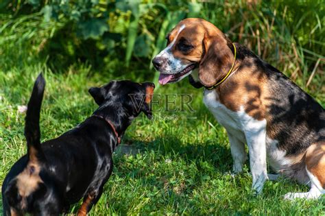 两只猎犬——腊肠犬和金比格犬——在公园或花园里的草地上互相嗅来嗅去照片摄影图片_ID:354707055-Veer图库