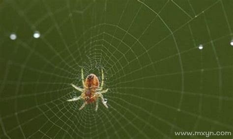 梦见蜘蛛 你知道意味着什么吗_知秀网