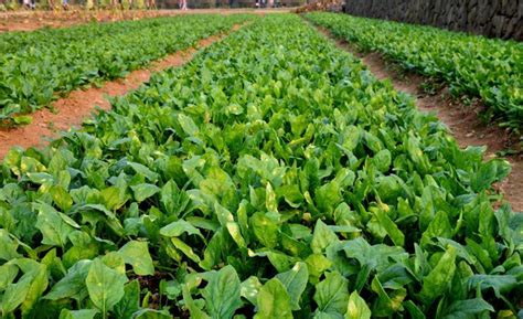 菠菜无土栽培技术，播种前要泡种 - 农服务