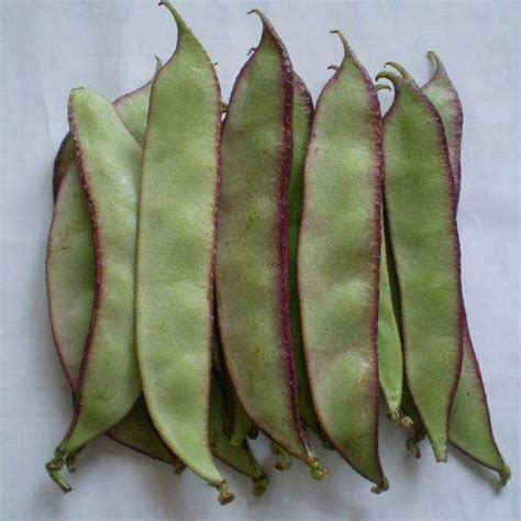 扁豆的热量(卡路里cal),扁豆的功效与作用,扁豆的食用方法,扁豆的营养价值