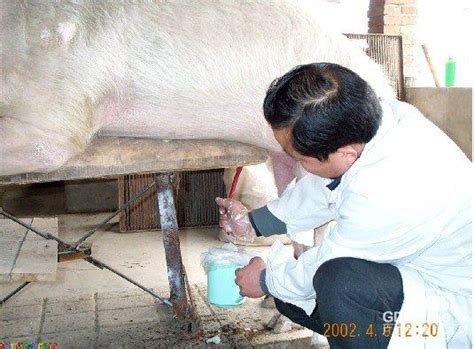如何提高猪繁殖力 - 猪繁育管理/养猪技术 - 中国养猪网-中国养猪行业门户网站