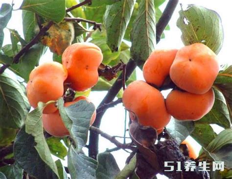 柿子食用禁忌 柿子不能和这些东西一起吃_凤凰网健康_凤凰网