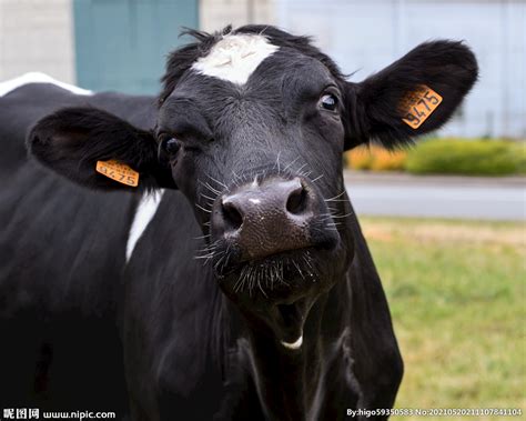鲁西黄牛犊牛照片