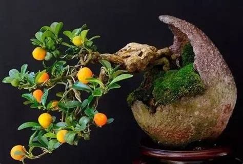 金豆盆景欣赏图片