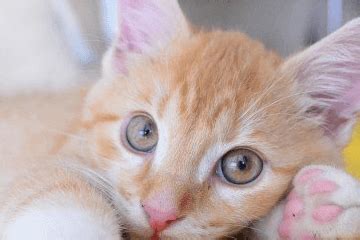 宠物猫取名字霸气 - 宠物猫名字霸气 - 香橙宝宝起名网