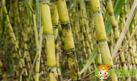 安徽适合种植甘蔗吗，安徽甘蔗什么时候成熟 - 鲜淘网