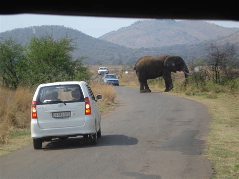 大象再出怪异行为！南非一汽车遭遇攻击，云南大象会不会也攻击人