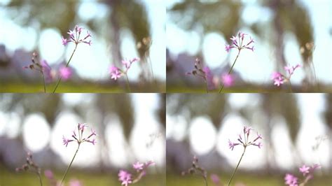 春天盛开的银莲花，有野花/以色列加利利—高清视频下载、购买_视觉中国视频素材中心