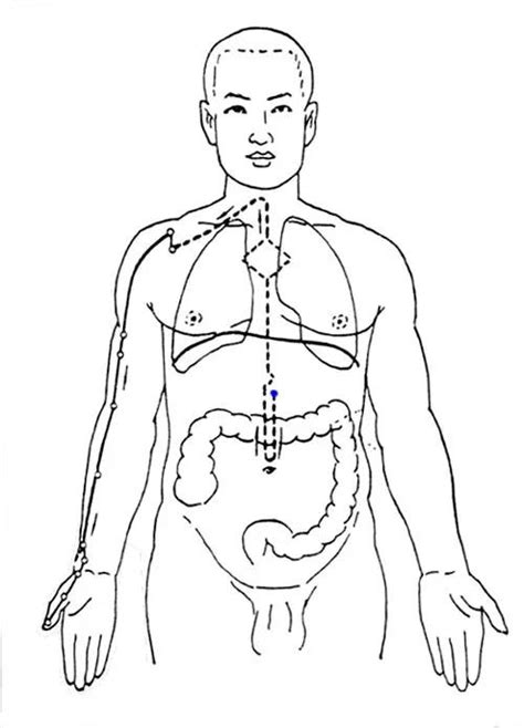 心包经经络图走向图片 心包经经络图走向图片