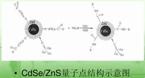 CdSe/ZnS-PEG-NH2,氨基化聚乙二醇修饰水溶性CdSe/ZnS量子点（硒化镉/硫化锌量子点）-UDP糖丨MOF丨金属有机框架丨聚集 ...