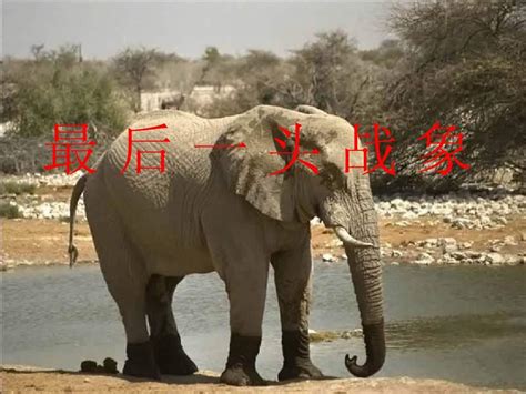 战象,战场大象坐骑集合3D模型_哺乳动物模型下载-摩尔网CGMOL