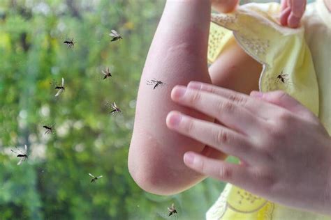 家里蚊子很多？不要慌，教你5个灭蚊土方法，来一只灭一只，真实用！ | 说明书网