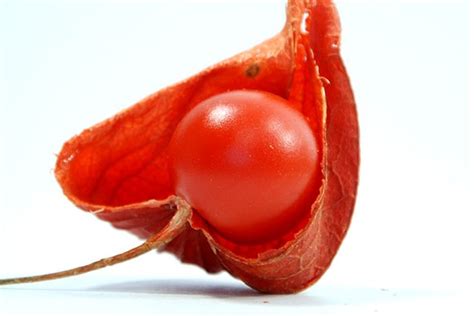 您认识北京这种果实吗？它是元代穿越而来的“红姑娘”
