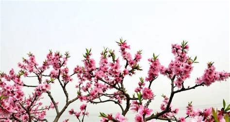 桃花树的寓意和象征意义（桃花树有什么风水寓意）-紫微星座网