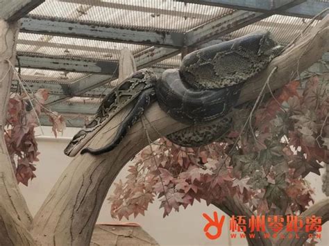3米长蟒蛇出现在广东珠海巴士站 可能是从附近挖山工地逃出 - 神秘的地球 科学|自然|地理|探索