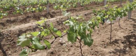盆栽葡萄种植方法-种植技术-中国花木网