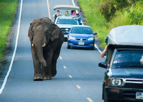 非洲象大象穿过马路的冒险之旅高清摄影大图-千库网