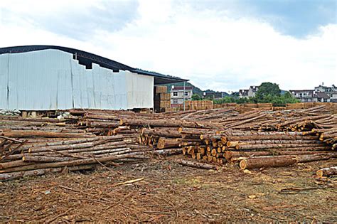 广西浦北百亿木业产业是如何炼成的？-建材网