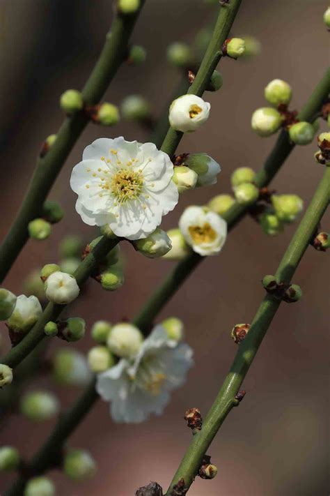 绿梅花图片