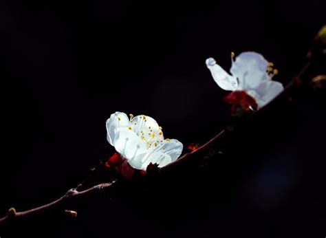 新疆伽师满眼春，三月杏花始盛开-头条图片-佛山新闻网