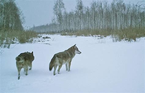 冬季森林中的野猞猁高清图片下载-正版图片507124006-摄图网