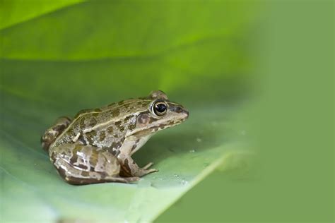 青蛙的生活习性特点，它爱吃什么食物 - 农敢网
