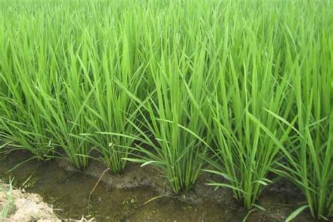 水稻一般种在什么土里,土壤能种水稻吗,潜育_大山谷图库