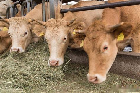 牛一天吃多少斤草料，牛每天吃多少干草料|admin_人人点