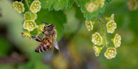 昆虫记中蜜蜂被称为 - 知百科