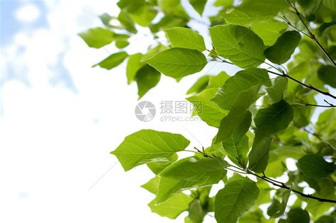 春季绿油油的树叶高清图片下载-正版图片600356122-摄图网