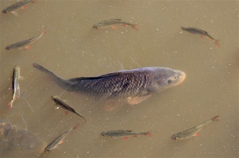 为什么一个池塘中的所有的鱼既不是种群也不是群落-百度经验