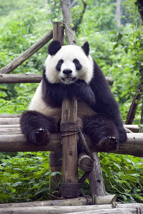 视觉四川 | 从碎片化栖息地到国家公园 四川探索保护大熊猫新范式_四川在线