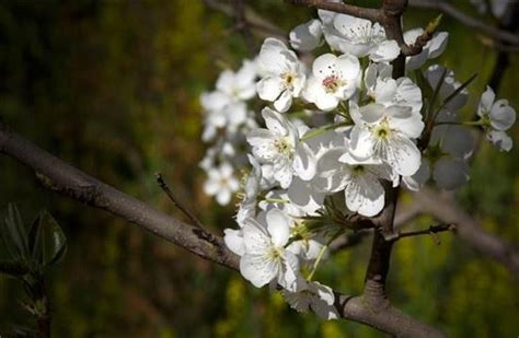 关于形容梨花的古诗句合集(通用) 春天的梨花怎么形容 - 80s生活网